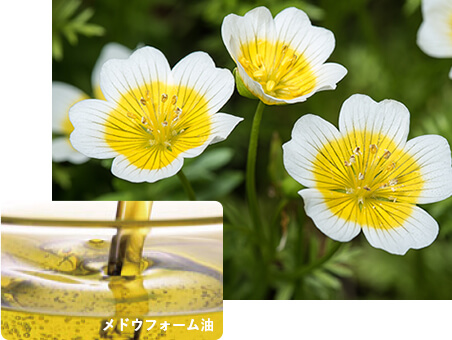 メドウフォーム油