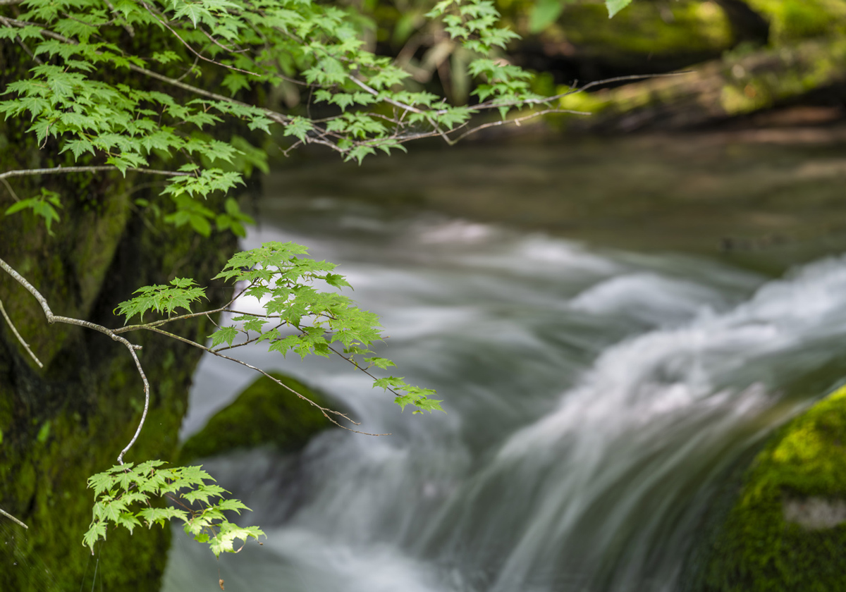 名水と自然が育てた、安心・上質なすっぽんスープ