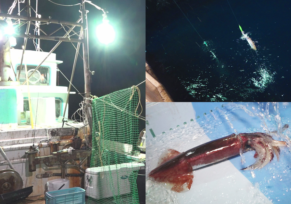 “一匹ずつ丁寧に釣り上げた、新鮮な国産のいか