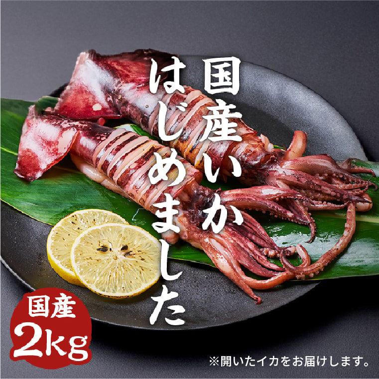 国産いかの開き干し【JCCショップ】